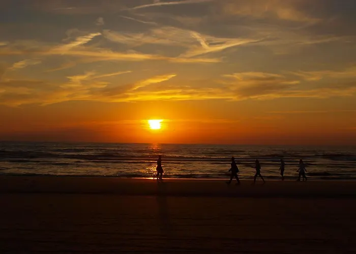 Divi Divi 잔드보르트