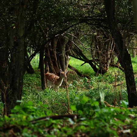 Divi Divi 度假居 *