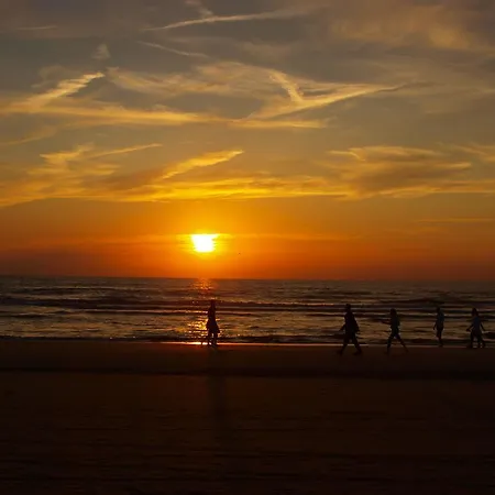 Divi Divi Zandvoort